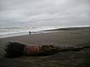 Gros tarp chou sur une plage des Carabes